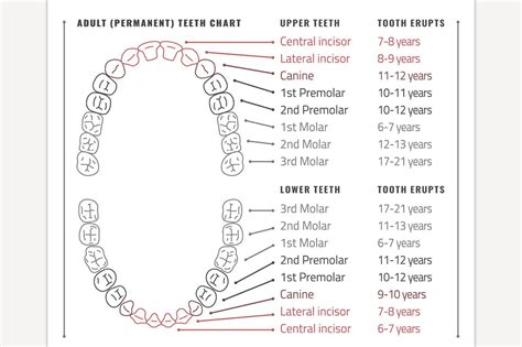 Printable Teeth Chart