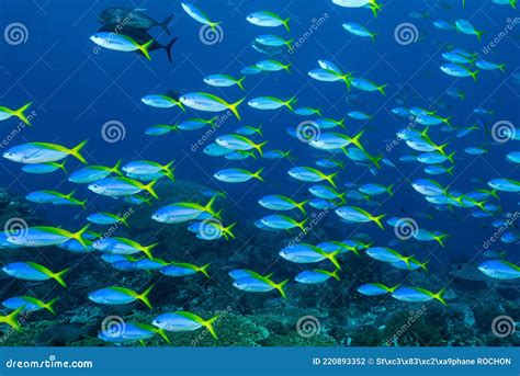 School of Blue and Yellow Fusilier Fish Stock Photo - Image of adventure, biology: 220893352