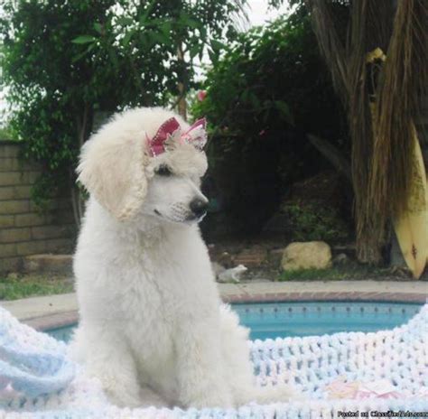 AKC Standard Poodle Puppy's for Sale in Alta Loma, California ...