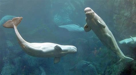 Beluga Whale Facts and Adaptations - Delphinapterus leucas