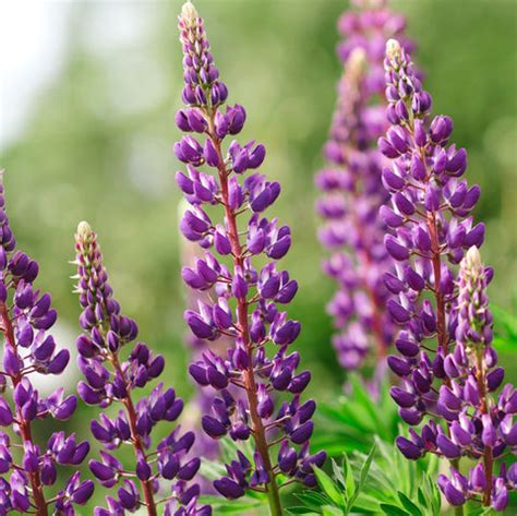 Top 10 Lavender Plants | Lavender Plants Benefits and Care Tips – Plantlane