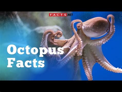 50 Surprising Octopus Facts You Probably Never Knew - Facts.net