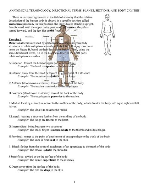 Anatomy And Physiology Anatomical Planes And Cavities