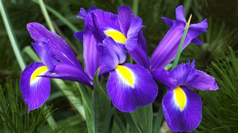 Are Irises Annual, Biennial, or Perennial plants?