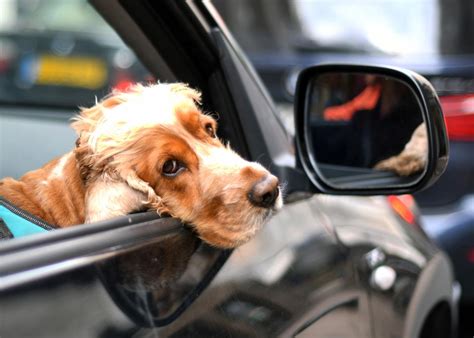 Those Three Clever Dogs Trained To Drive A Car Provide Valuable Lessons For AI Self-Driving Cars ...