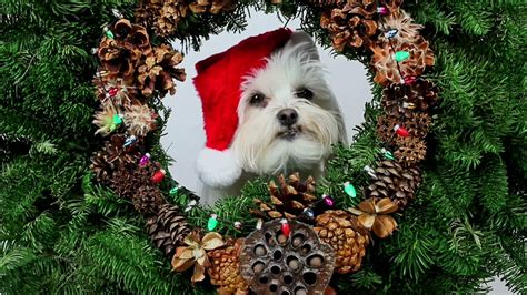 The Dog Who Saved Christmas Wallpapers - Wallpaper Cave