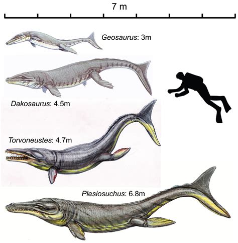 Size comparison of different Metriorhynchid Crocodyliformes from the ...