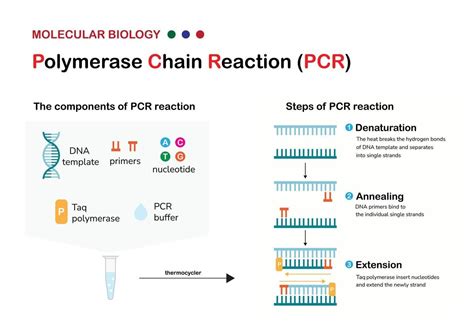 Molecular biology present component principle and process of polymerase chain reaction or PCR ...