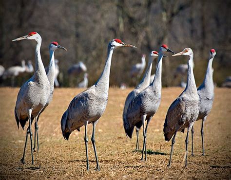 Sandhill Crane Festival Tennessee 2024 - Debi Mollie