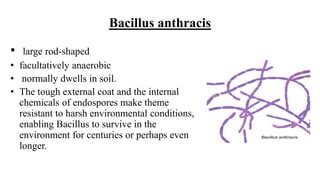 Gram Positive Spore Forming Rods | PPT