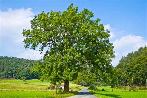 Fraxinus excelsior L. | Plants of the World Online | Kew Science