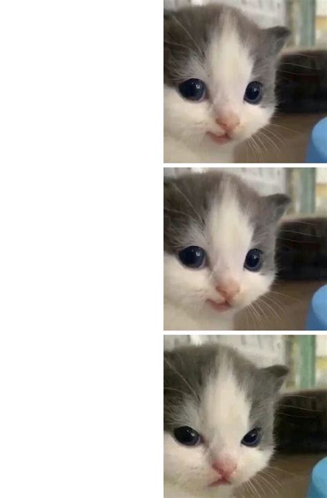 hehe cat kitten 3 parts right-hand-side Blank Template - Imgflip