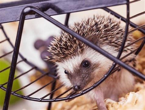 12 Best Hedgehog Cage Reviews 2020 | Big Hedgehog Cages