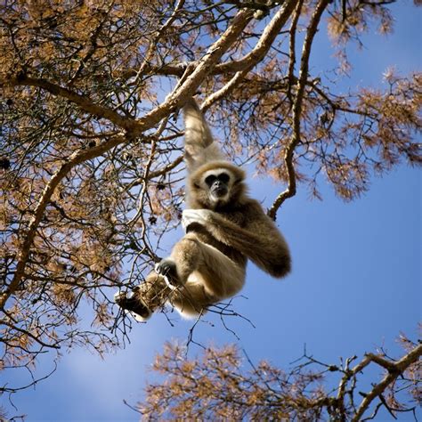 Ancient gibbon from Chinese tomb may be first ape to go extinct since the Ice Age