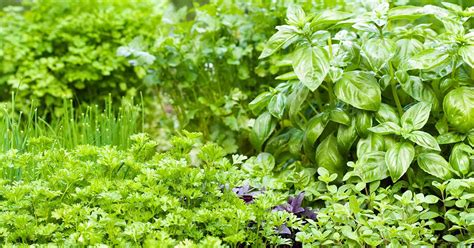 Tips for Growing an Edible Herb Garden | Gardener’s Path