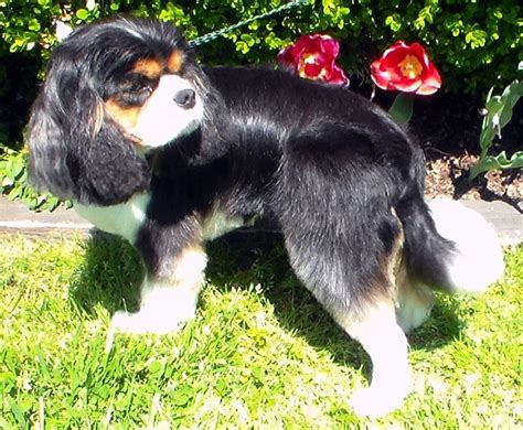 Cavalier King Charles Spaniel Short Haircut - Best Haircut 2020