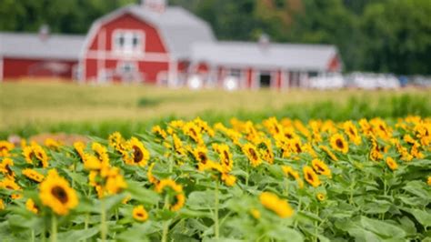 Wickham Farms sunflower field{ }