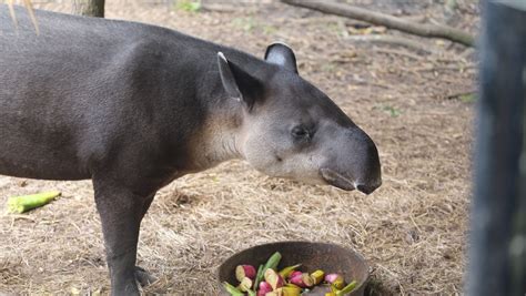 The Science of Tapirs: The National Animal of Belize — Inspire EdVentures