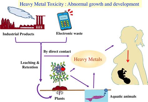 Schematic diagram of heavy metal toxic exposure to human system and ...