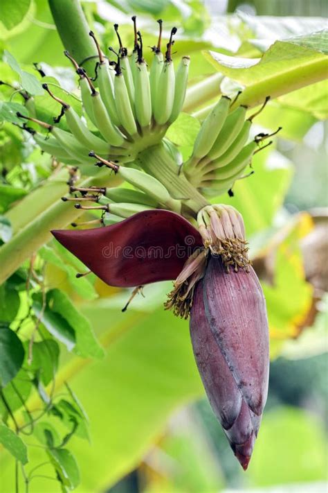 Banana Tree With Banana Flowers And Young Banana Stock Photo - Image of ...