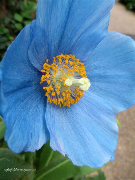 Himalayan Blue Poppies ~ A Gardener’s Dream! – Our Fairfield Home & Garden