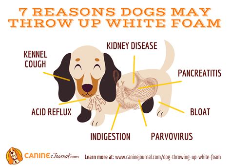 What Does Foamy White Dog Vomit Indicate About Your Pets Health?