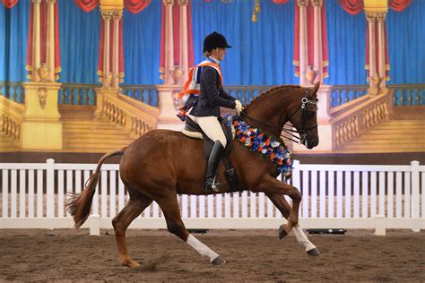 The Nationals - Australasian Show Horse Championships | Equestrian Australia