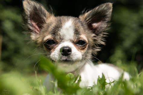 Chihuahua Dog Baby - Free photo on Pixabay - Pixabay