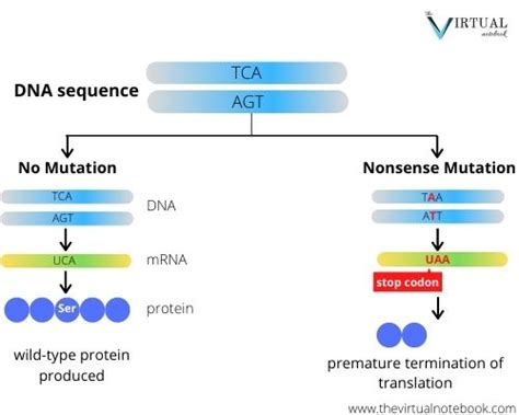 Types of mutation, defintion, significance - The Virtual Notebook