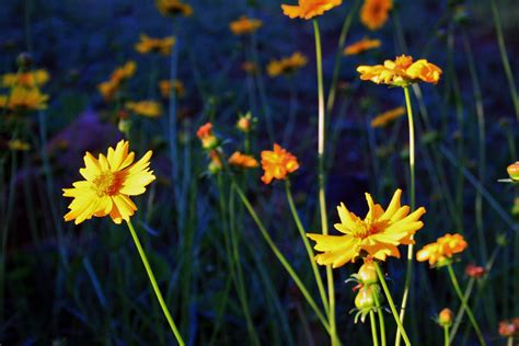 Yellow Daisies Free Stock Photo - Public Domain Pictures