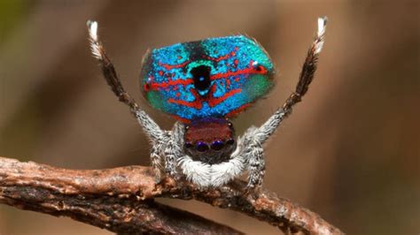 5 Flashy Facts About Peacock Spiders | Mental Floss