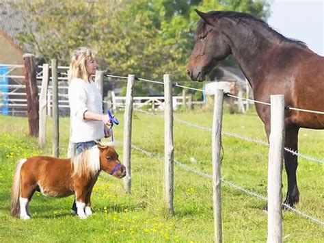 The Daily Treat: One of Britain's Smallest Horses Is So Cute It Hurts | Tiny horses, Horses ...