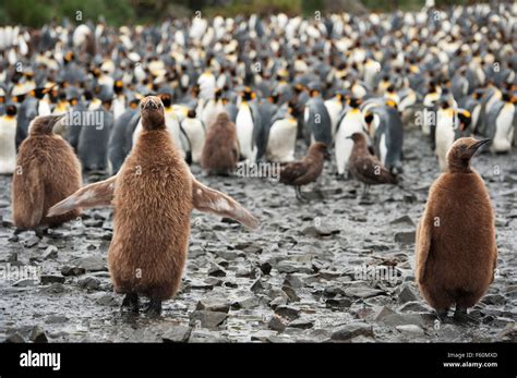 King Penguin, Antarctica Stock Photo - Alamy