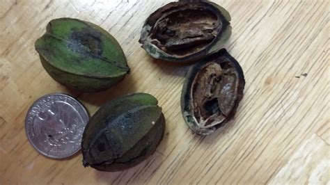 Pecan – Scab Disease | Walter Reeves: The Georgia Gardener