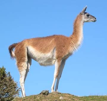 The Guanaco | The Wildlife