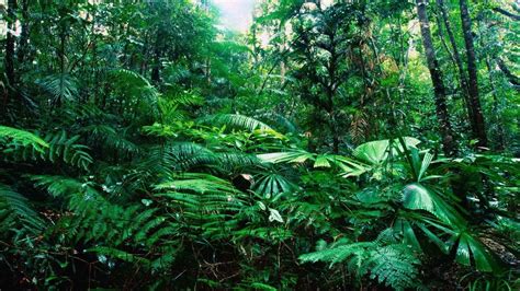 Rainforest Ultra HD Wallpapers - Wallpaper Cave