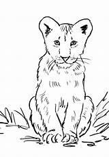 Lion Cub Coloring Page  Art Starts sketch template