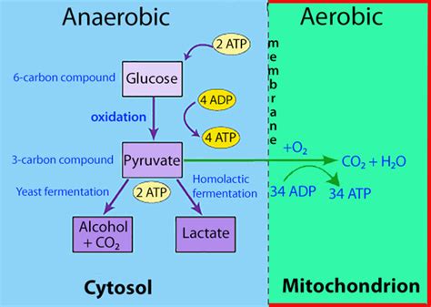 Anaerobic Metabolism Of Glucose