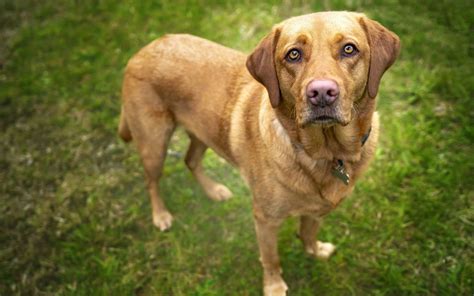 Red Fox Lab: Characteristics, Temperament, and Care – PawSafe