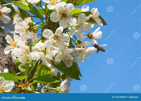 Honey Bee, Pollination Process Stock Image - Image of pollinating, antenna: 146780047