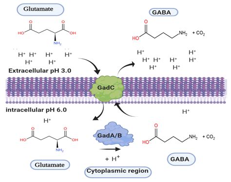 Microorganisms | Free Full-Text | Glutamate Decarboxylase from Lactic ...