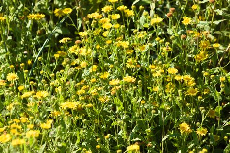 Common Fleabane (Pulicaria Dysenterica) - Identification and Uses