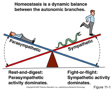 The Roles of the Parasympathetic & Sympathetic Nervous Systems on ...