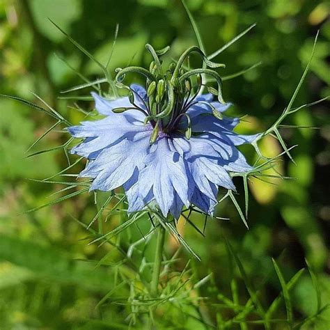 Seeds for Black Cumin | Nigella sativa | Amkha Seed