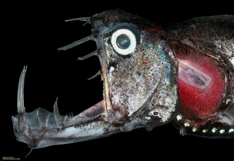 Mouth pacific viperfish photo and wallpaper. Cute Mouth pacific viperfish pictures