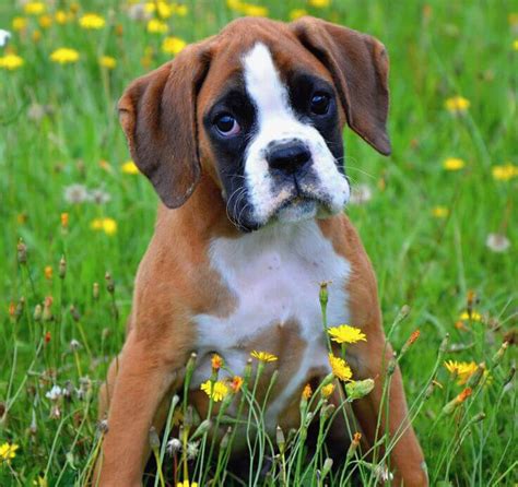 Boxer - Guia Completo da Raça de Cachorro Boxer