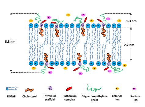 Graphical representation of the bilayer structure constituting the ...