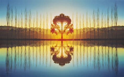 nature, Symmetry, Sunlight, Trees, Reflection Wallpapers HD / Desktop and Mobile Backgrounds