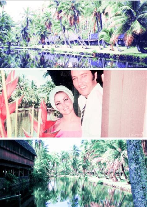 Priscilla Presley coco palms resort Elvis And Priscilla, Priscilla Presley, Elvis Presley, Palm ...