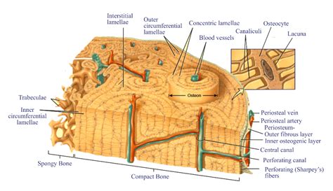 Compact Bone Diagram / 6 Osteocytes within compact bone | Download Scientific Diagram - dpq-mjao2